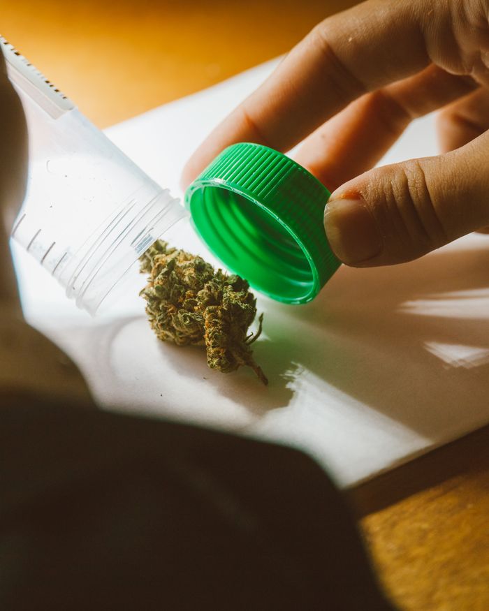 Hands holding cannabis onto paper, highlighting the plant's texture and details.
